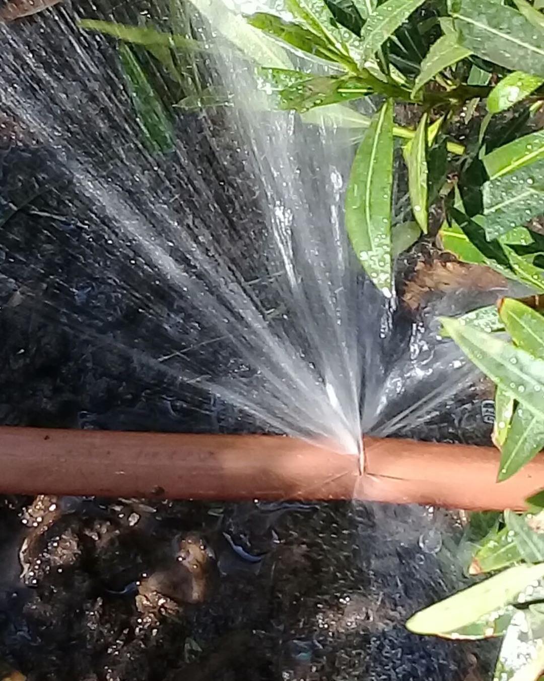 Servicios watering plants with a watering can