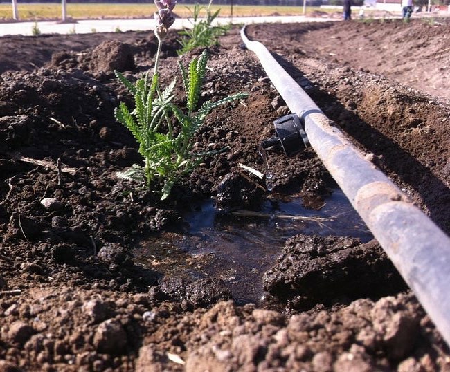 Línea de riego por goteo junto a una planta